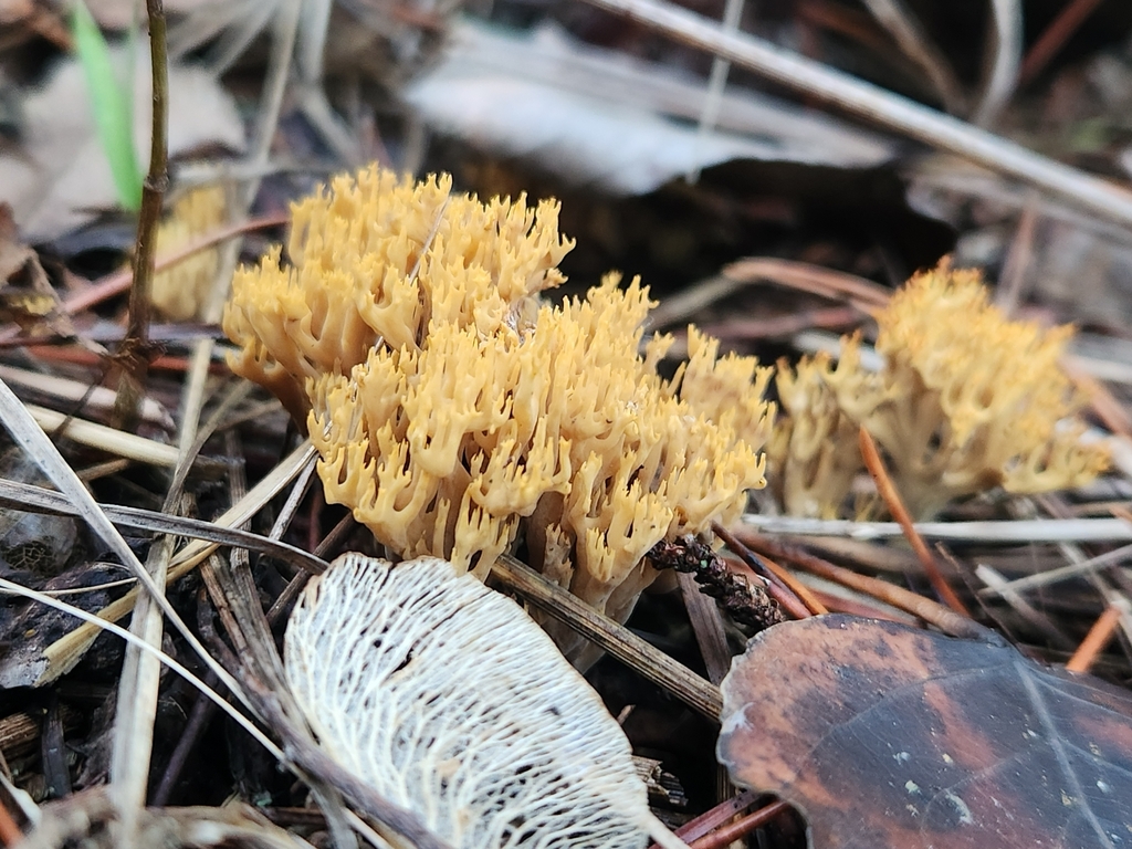 Phaeoclavulina sp. 'CA08' · December 2025 · photo: © lytiic (iNaturalist, cc-by-nc)