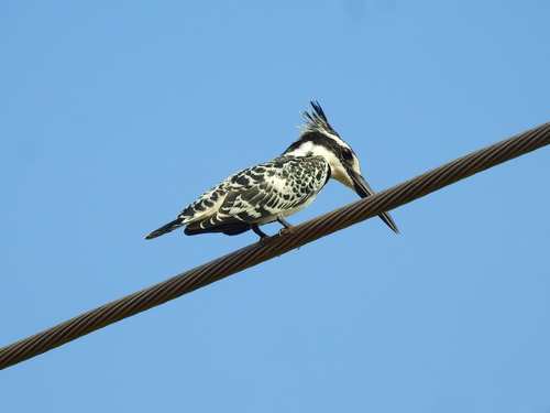 African Pied Kingfisher