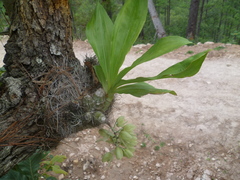 Clowesia russelliana