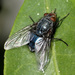 Blue Blowfly - Photo (c) Katja Schulz, some rights reserved (CC BY)