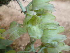 Clowesia russelliana