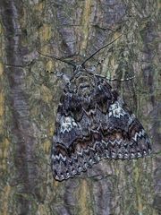 Catocala sponsa
