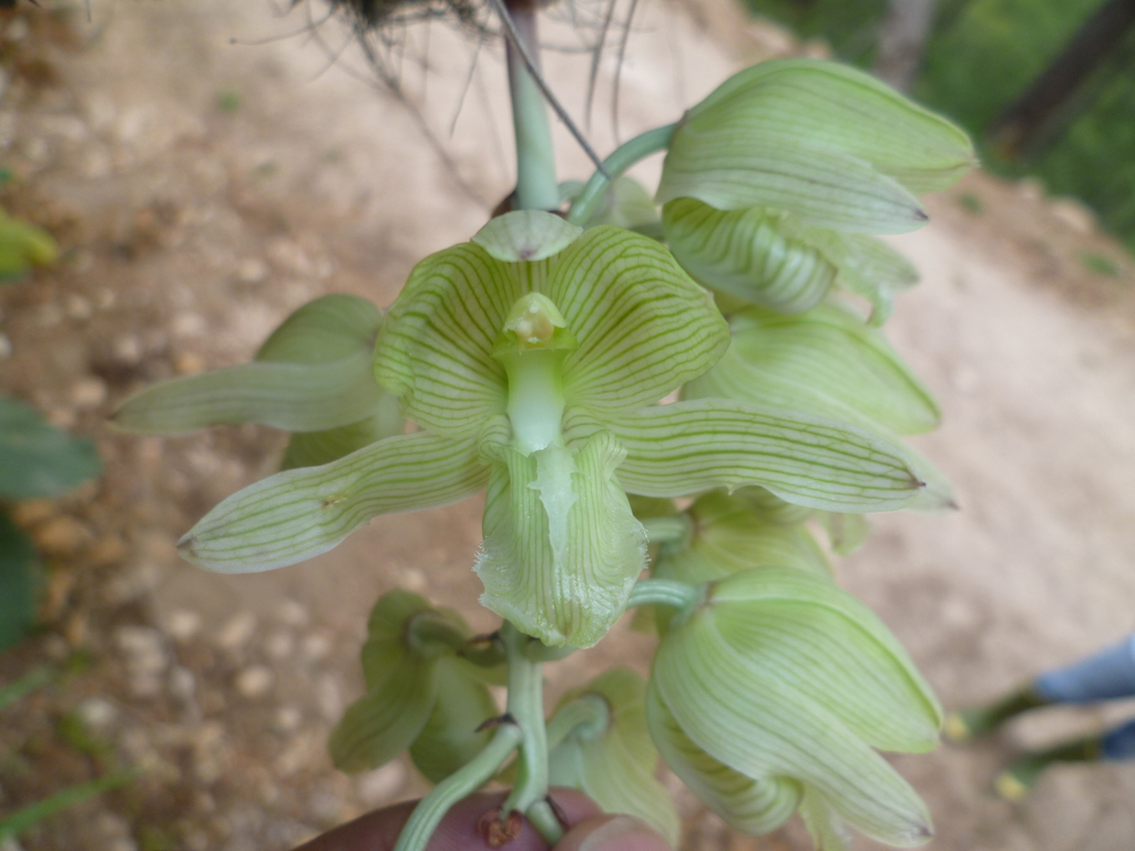 Clowesia russelliana