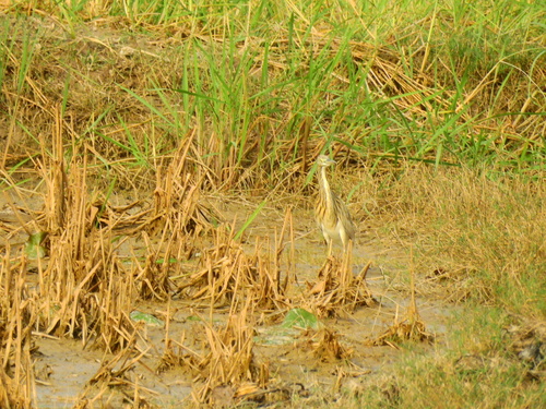 Squacco Heron