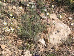 Matthiola fruticulosa
