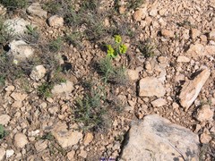 Euphorbia serrata