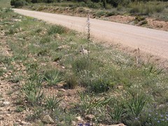 Asphodelus cerasiferus