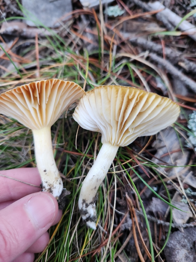 Hygrophorus siccipes · December 2025 · photo: © lytiic (iNaturalist, cc-by-nc)