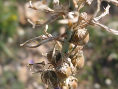 Asphodelus cerasiferus