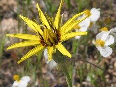 Pseudopodospermum reverchonii