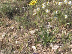 Pseudopodospermum reverchonii