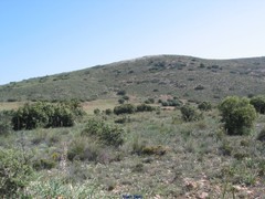 Asphodelus cerasiferus