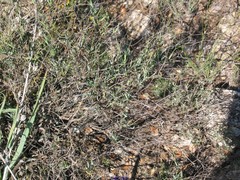 Bupleurum fruticescens