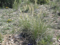 Macrochloa tenacissima