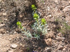 Euphorbia squamigera