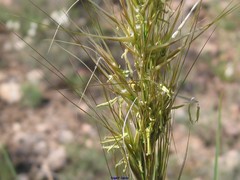 Macrochloa tenacissima