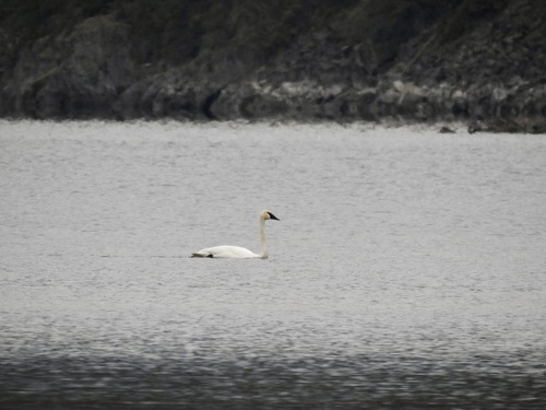 Trumpeter Swan