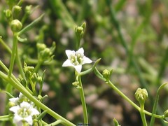Thesium divaricatum