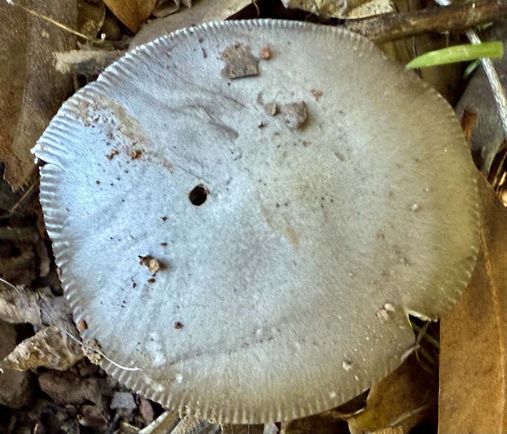 Amanita constricta · December 2025 · photo: © hllrnnr (iNaturalist, cc0)