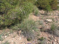 Macrochloa tenacissima