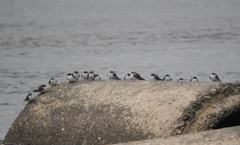 Tachycineta albilinea