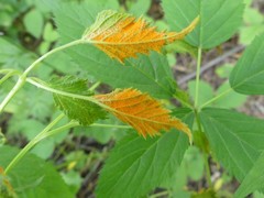 Phragmidium rubi-idaei