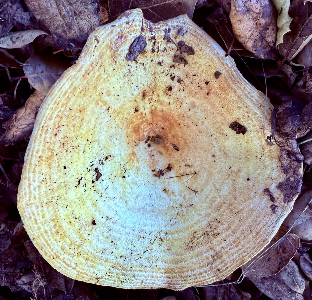 Lactarius alnicola · December 2025 · photo: © hllrnnr (iNaturalist, cc0)