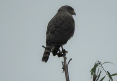 Rupornis magnirostris