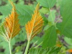 Phragmidium rubi-idaei