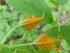 Phragmidium rubi-idaei