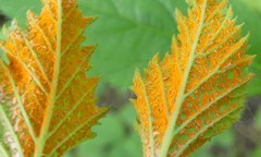 Phragmidium rubi-idaei