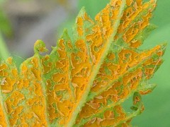 Phragmidium rubi-idaei