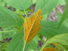 Phragmidium rubi-idaei