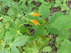 Phragmidium rubi-idaei