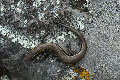 Cope's Skink