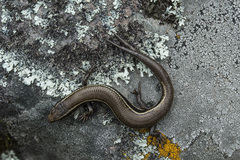 Cope's Skink photo 3