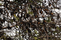 Pteropus