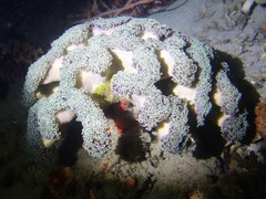 Fimbriaphyllia ancora