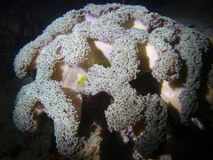 Fimbriaphyllia ancora