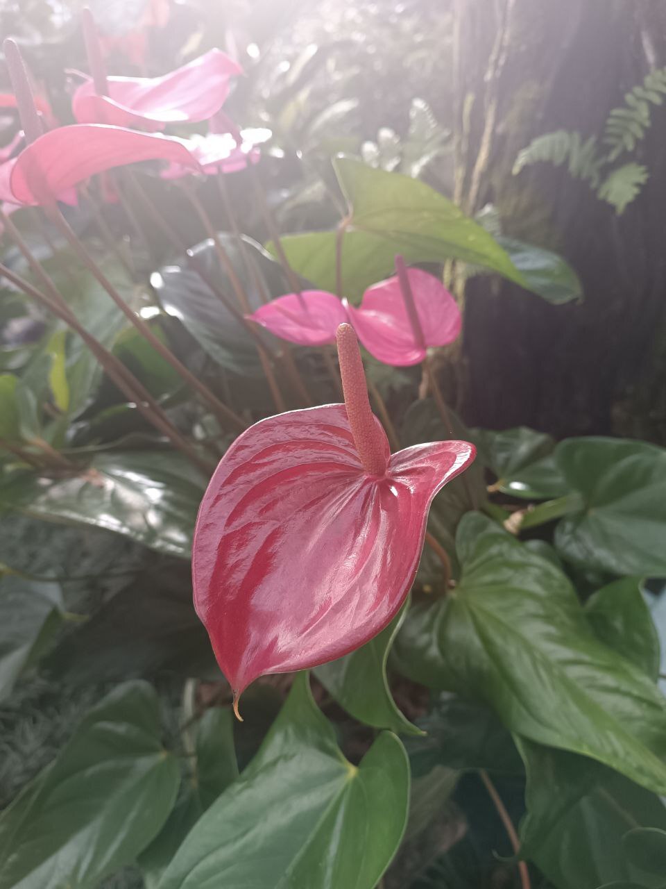 Hồng Môn — ảnh 2