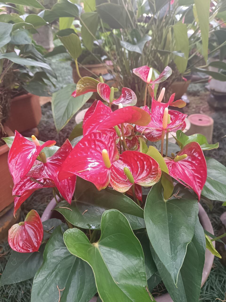 Hồng Môn — ảnh 3