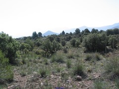 Macrochloa tenacissima