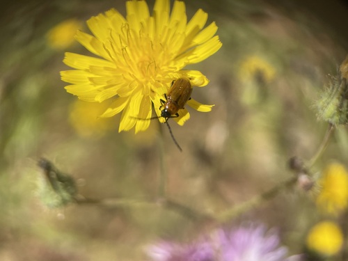 Daffodil Leaf-beetle