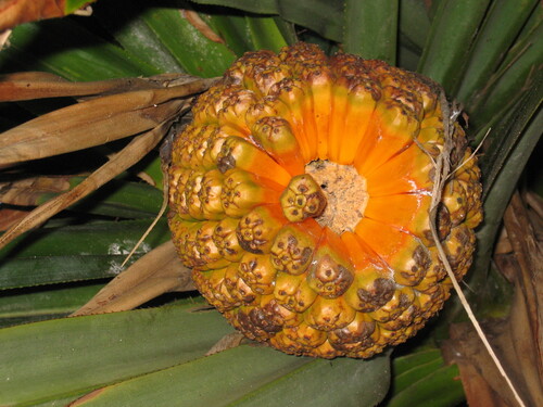 Pandanus tectorius