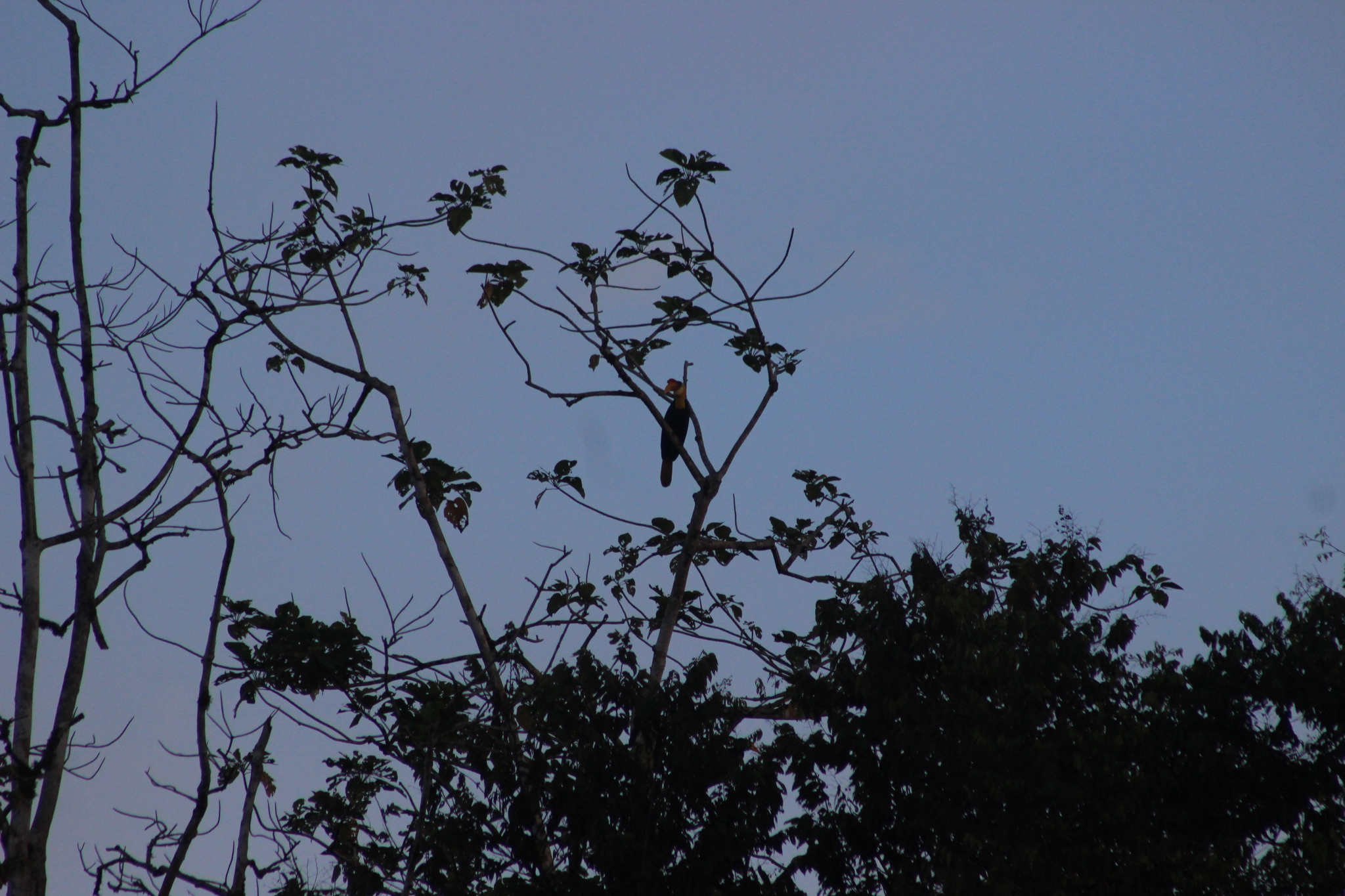 Wrinkled Hornbill (Rhabdotorrhinus corrugatus)