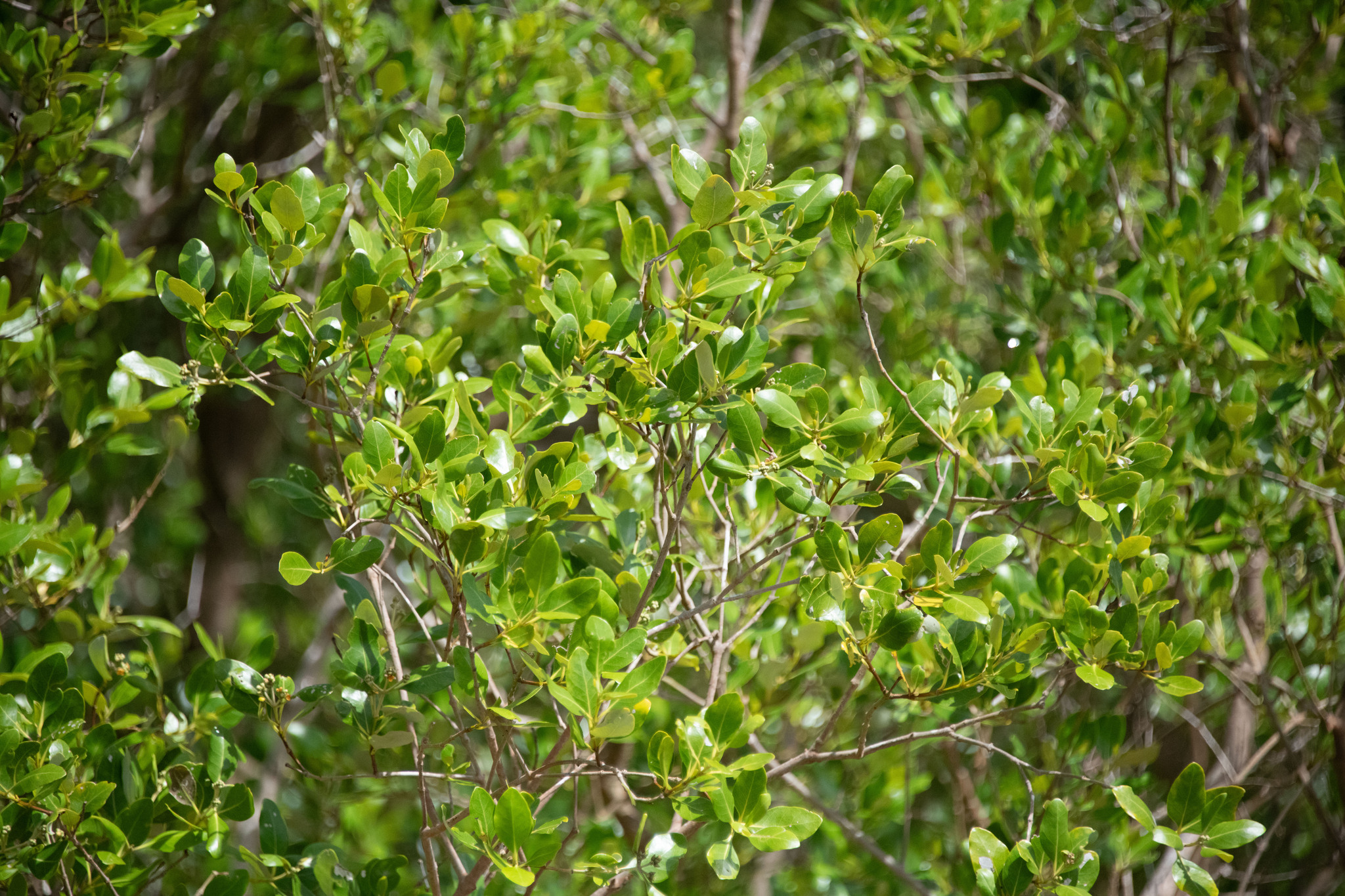 Avicennia marina (Avicennia marina)
