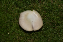 Pleurotus cornucopiae