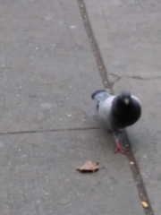 Columba livia