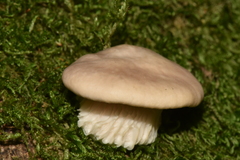 Pleurotus cornucopiae