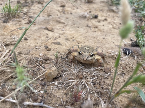 Mediterranean Painted Frog
